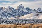 Wyoming, Grand Teton NP, Jackson. View of elk browsing through sagebrush with Grand Teton behind Art Print